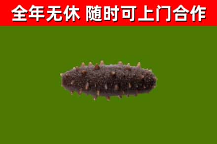 东光县回收海参干